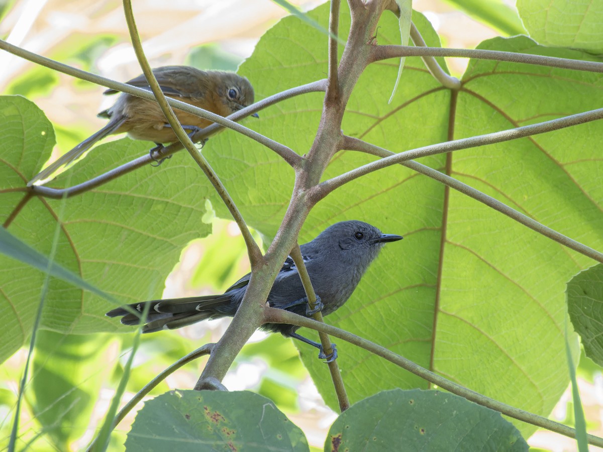 Rio de Janeiro Antbird - ML621332984