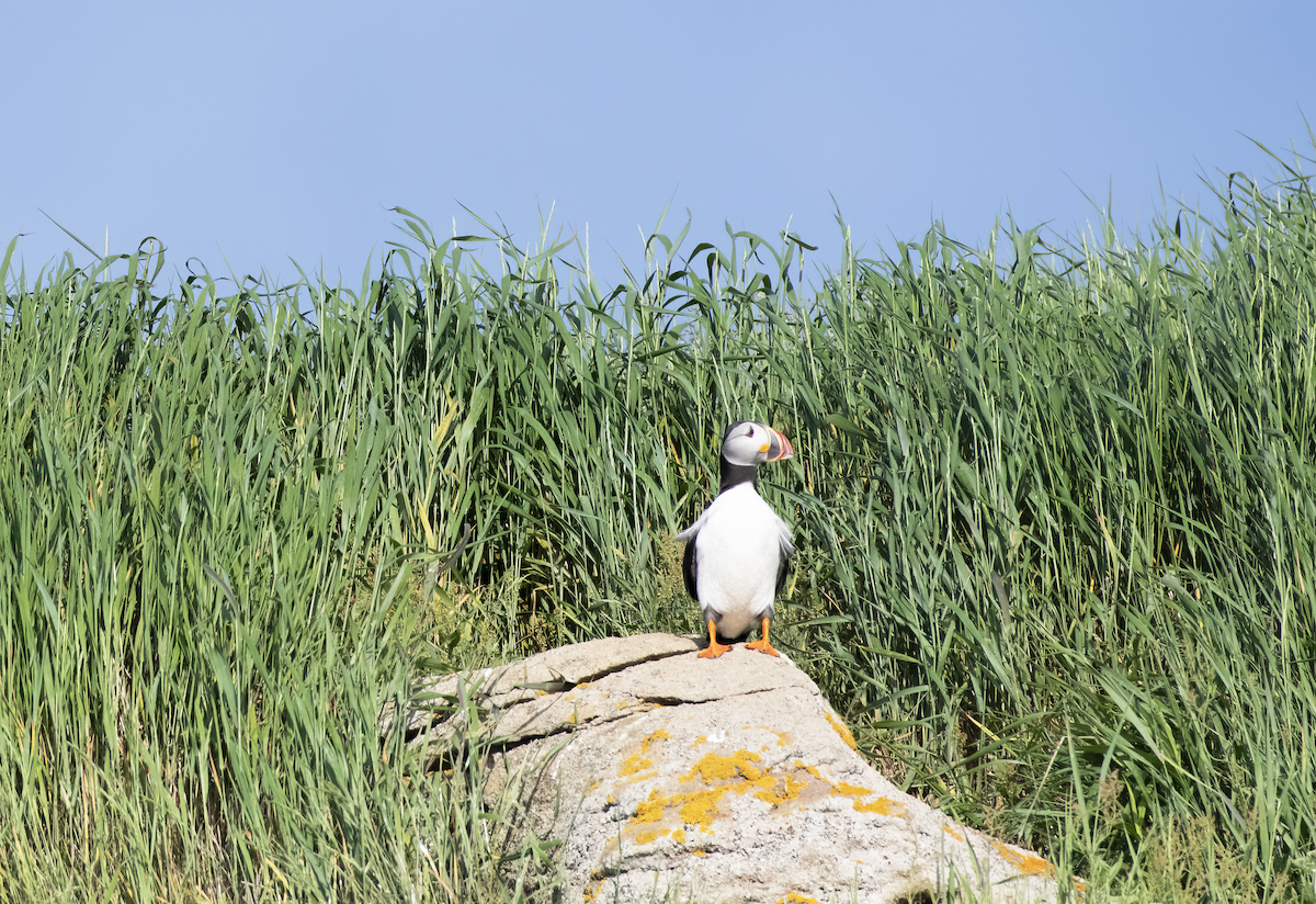 Atlantic Puffin - ML621333020