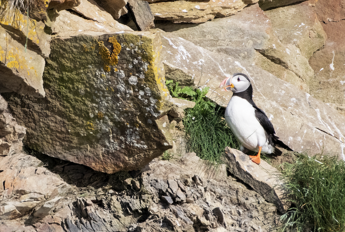 Atlantic Puffin - ML621333142