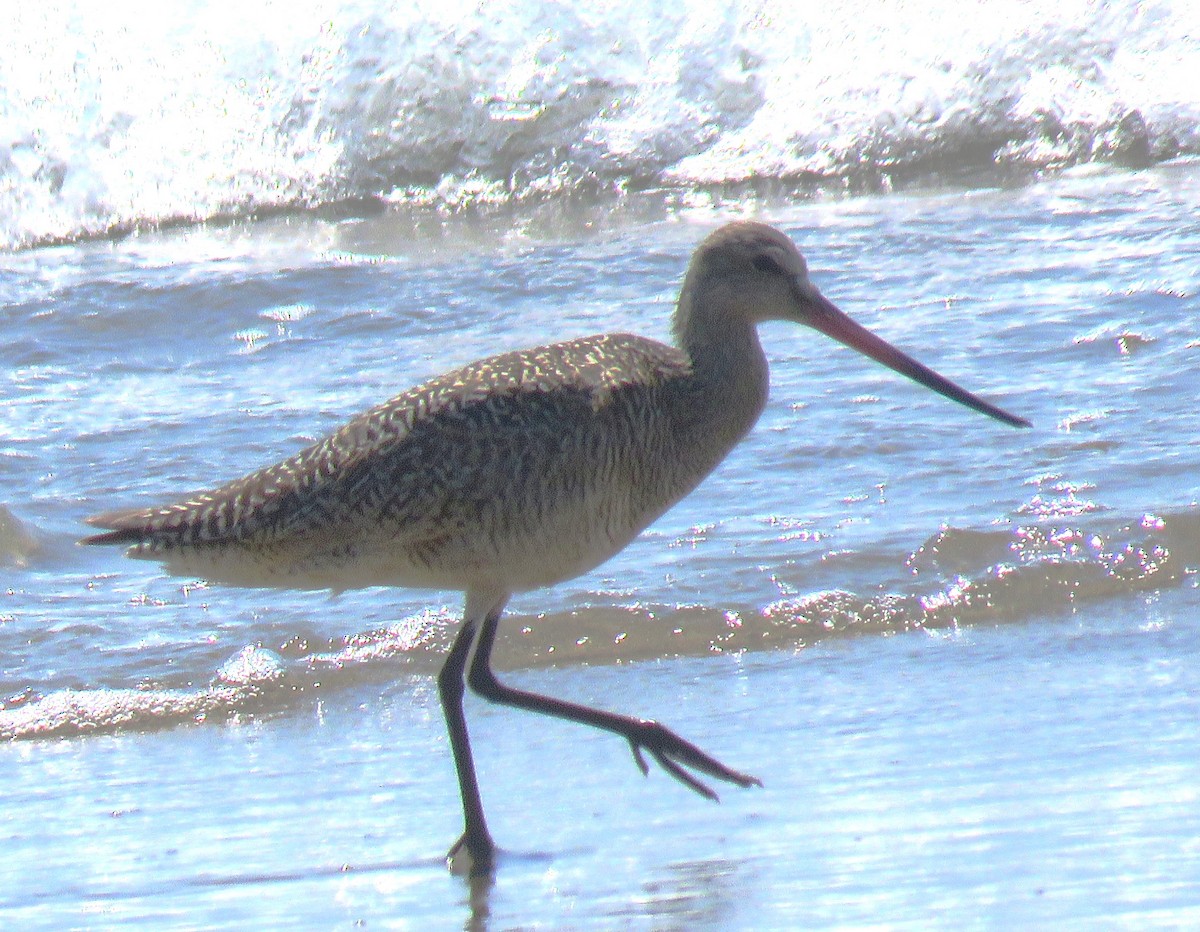 Marbled Godwit - ML621333143