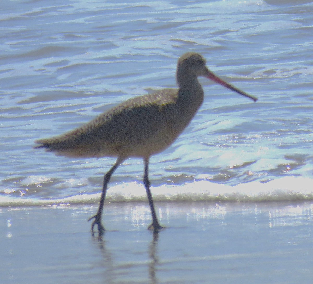 Marbled Godwit - ML621333182