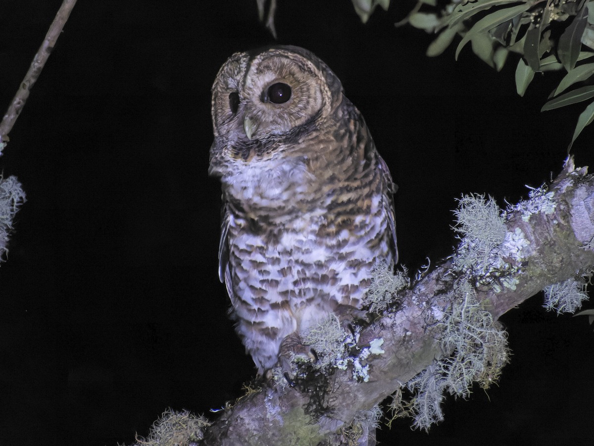 Rusty-barred Owl - ML621333295