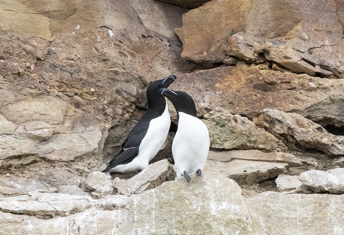 Razorbill - ML621333309