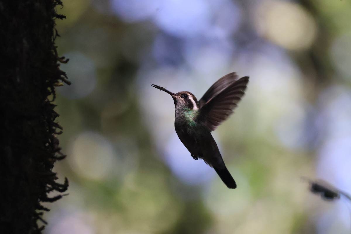 White-eared Hummingbird - ML621333310