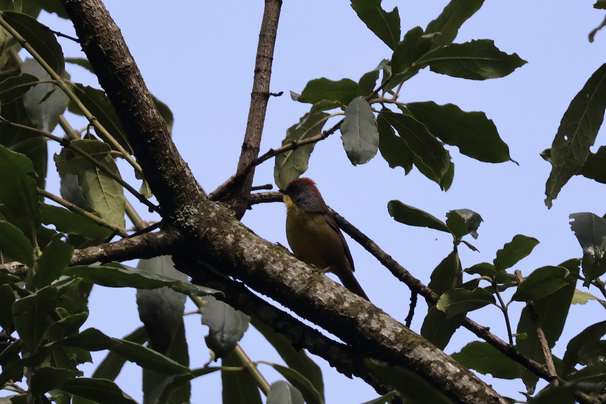 Rufous-capped Brushfinch - ML621333352