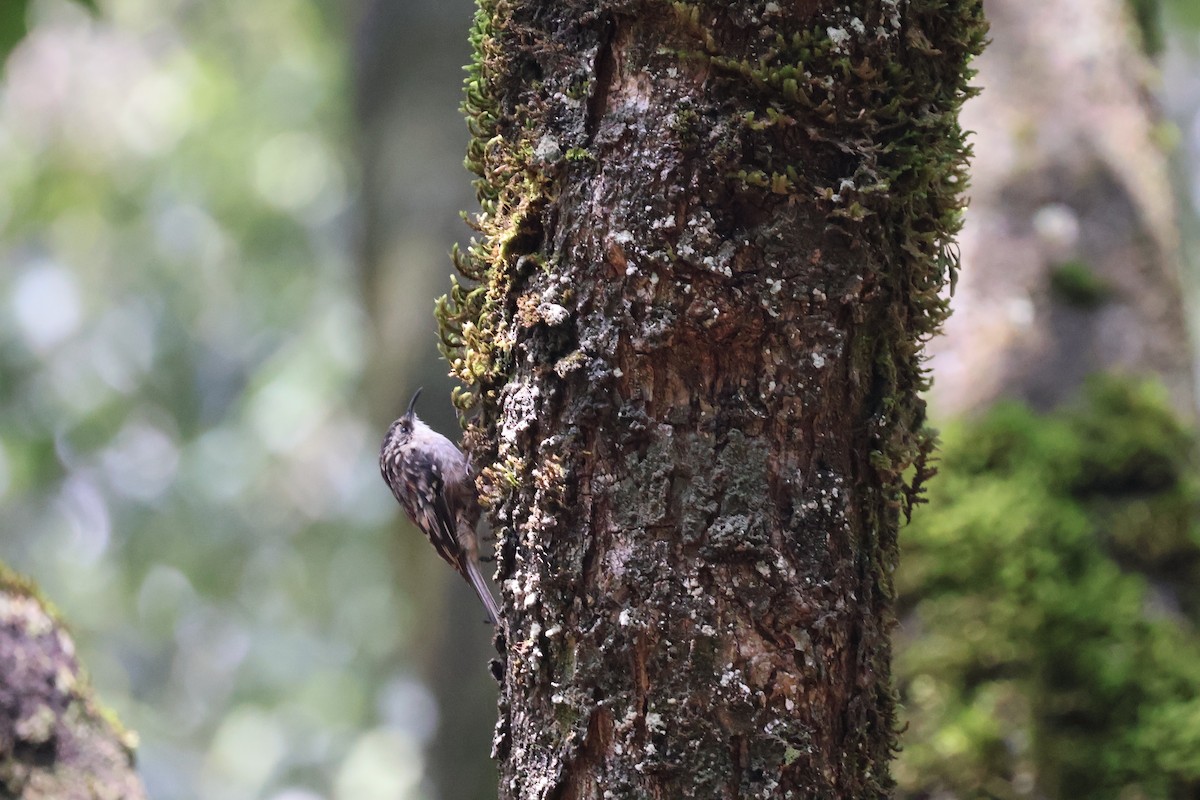 Brown Creeper - ML621333365