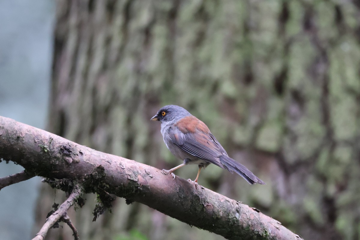 Yellow-eyed Junco - ML621333378