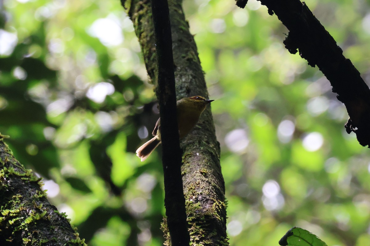 Golden-browed Warbler - ML621333416