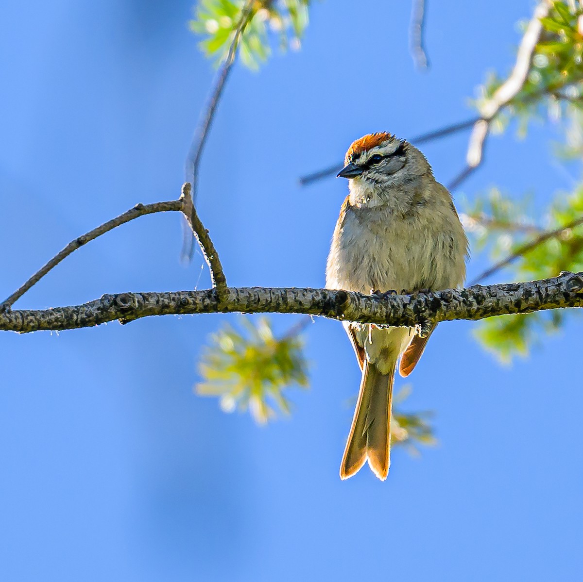 Chipping Sparrow - ML621333437