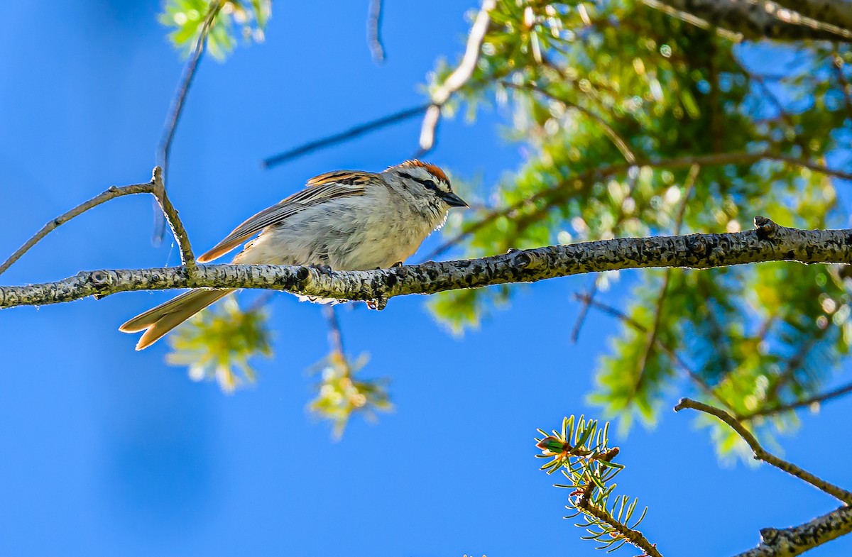 Chipping Sparrow - ML621333438