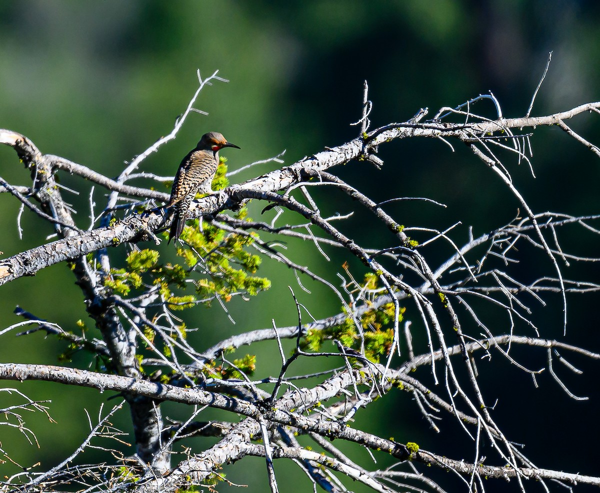 Northern Flicker - ML621333460
