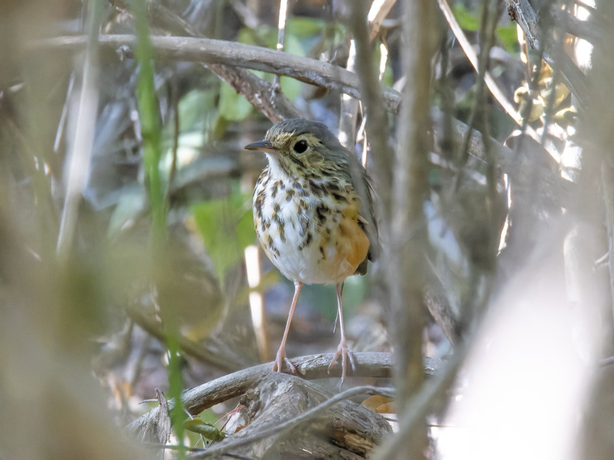 White-browed Antpitta - ML621333468