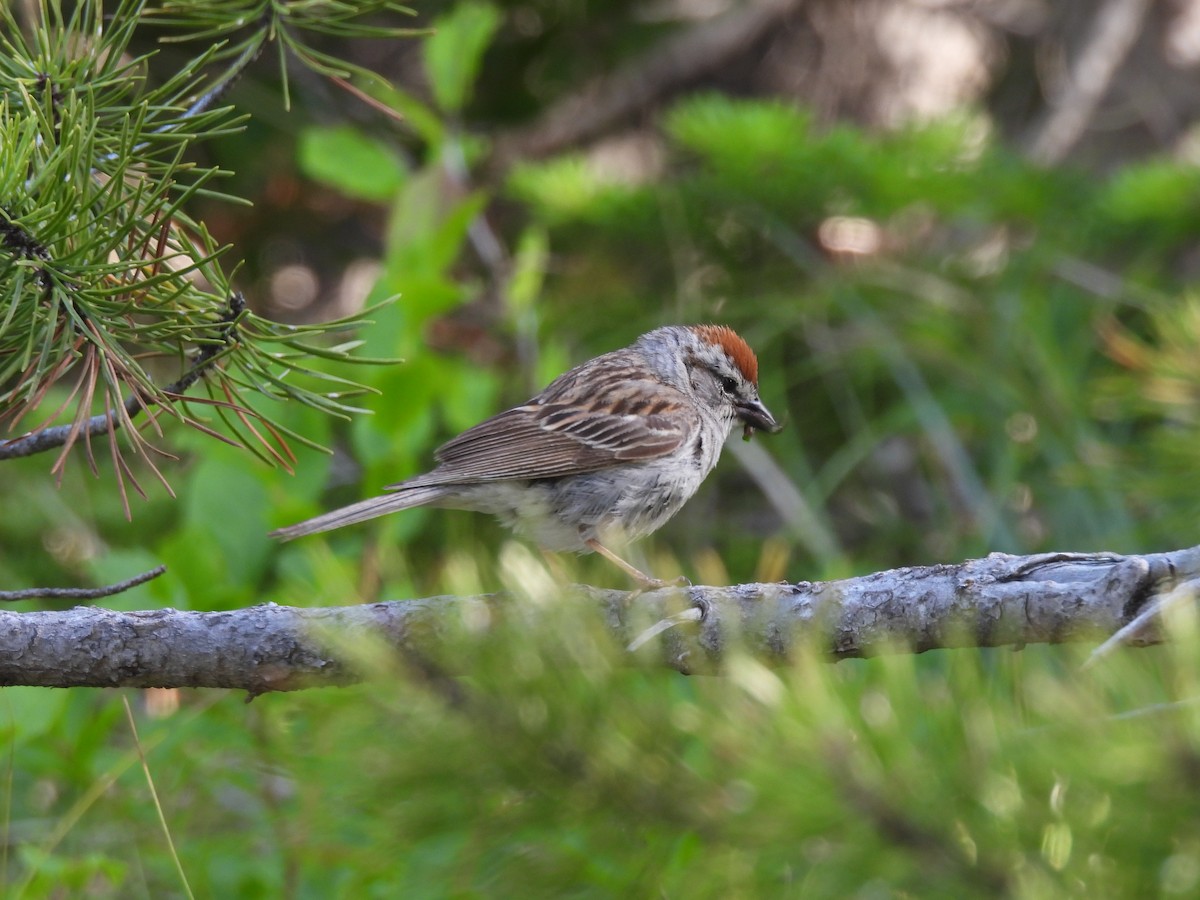 Chipping Sparrow - ML621333518