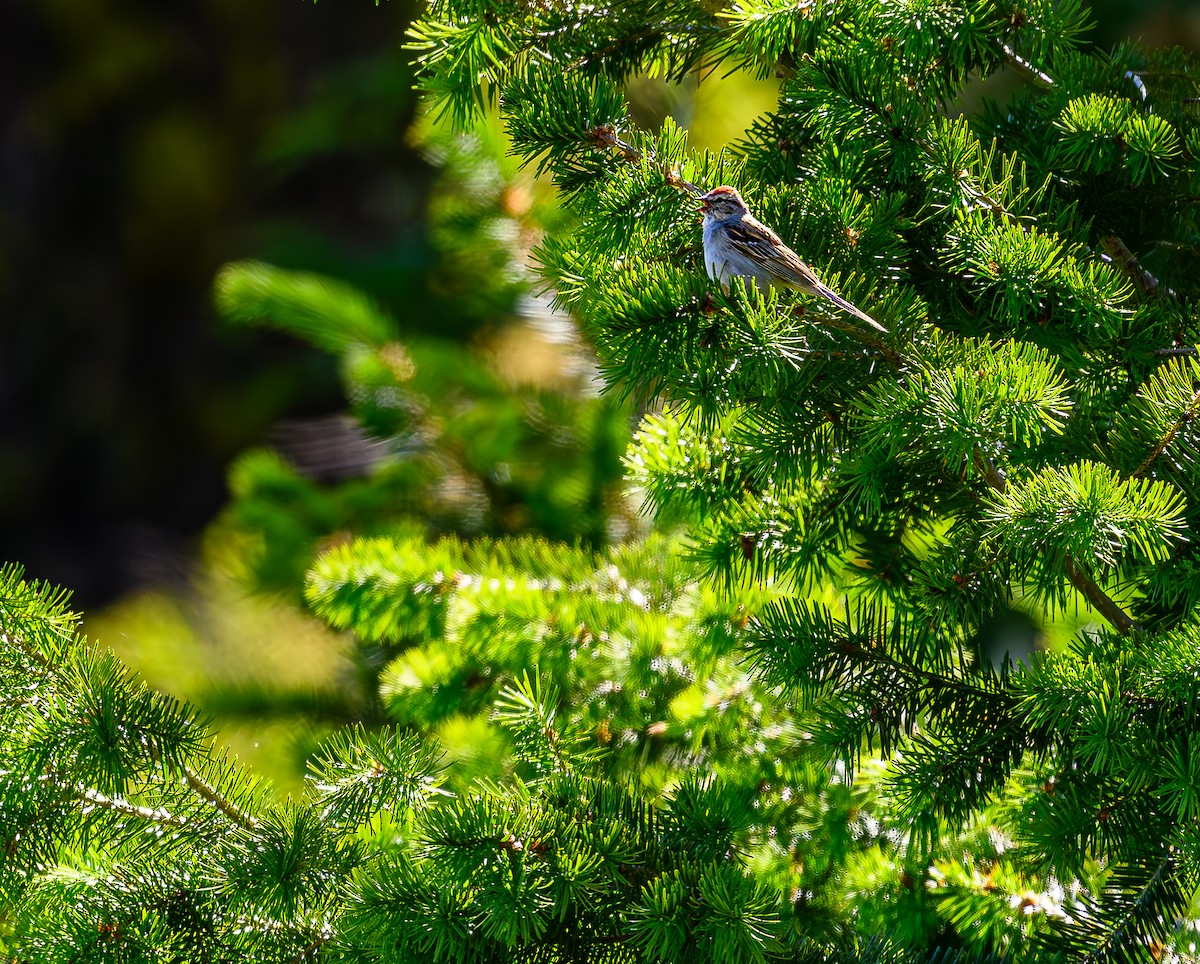Chipping Sparrow - ML621333528