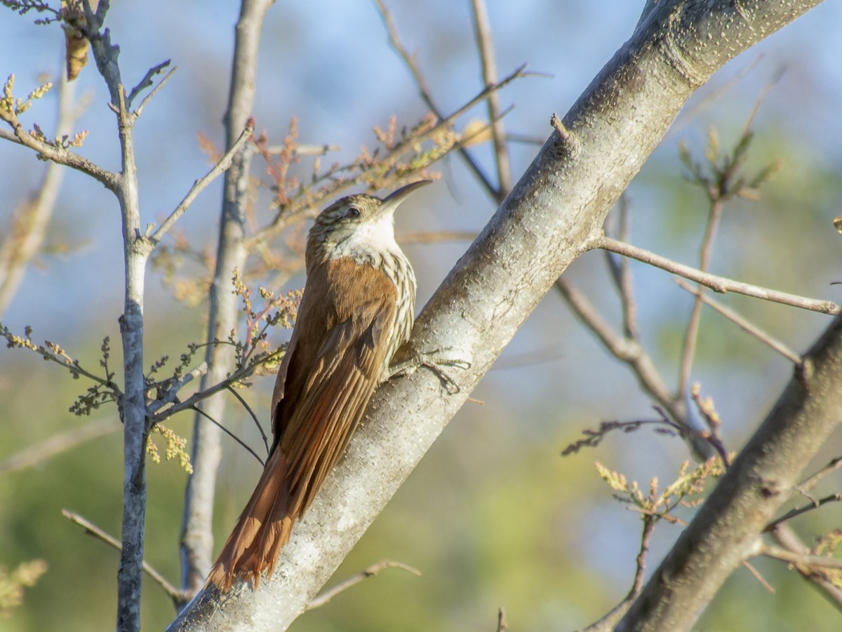 Scaled Woodcreeper (Wagler's) - ML621333549