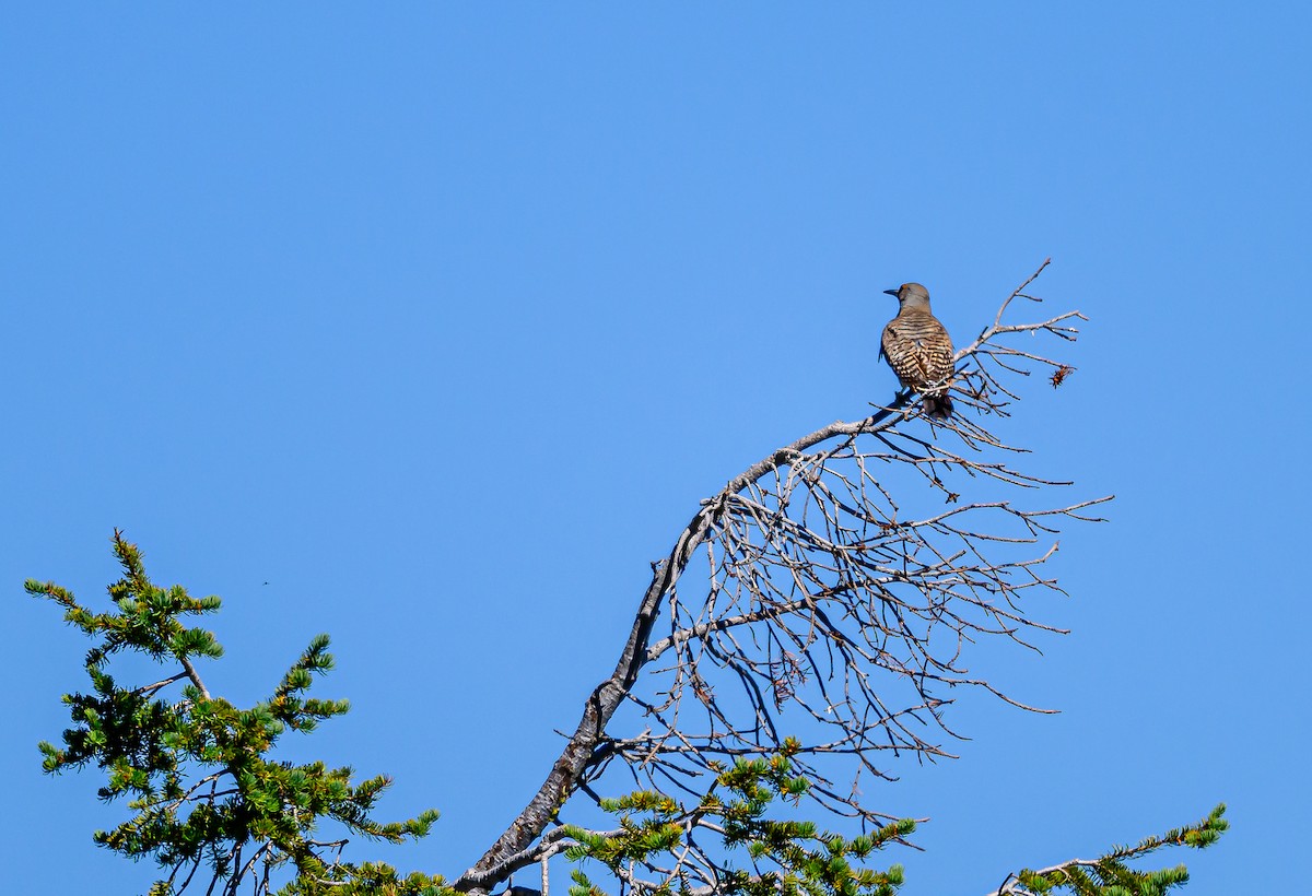 Northern Flicker - ML621333552