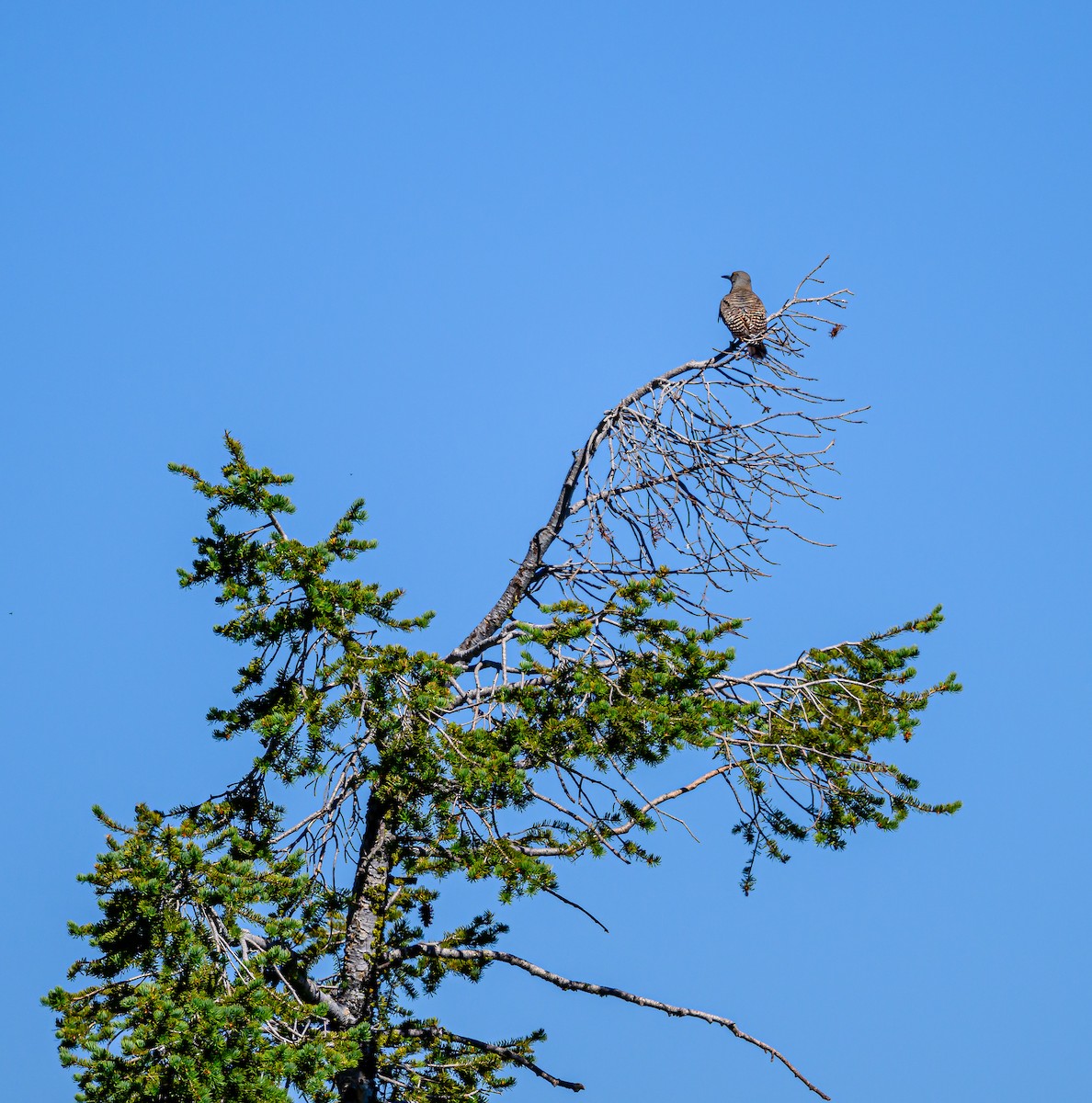 Northern Flicker - ML621333553