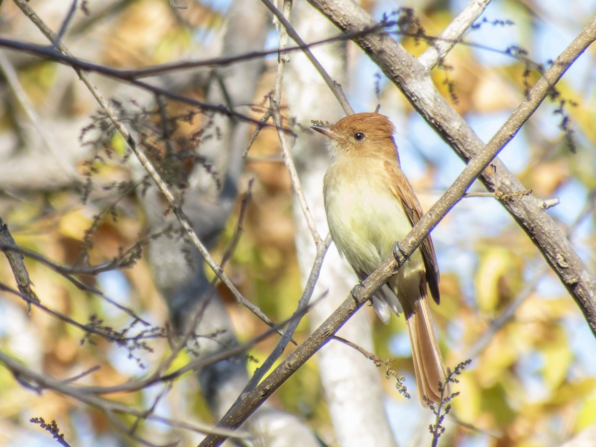 Kahverengi Sırtlı Casiornis - ML621333606