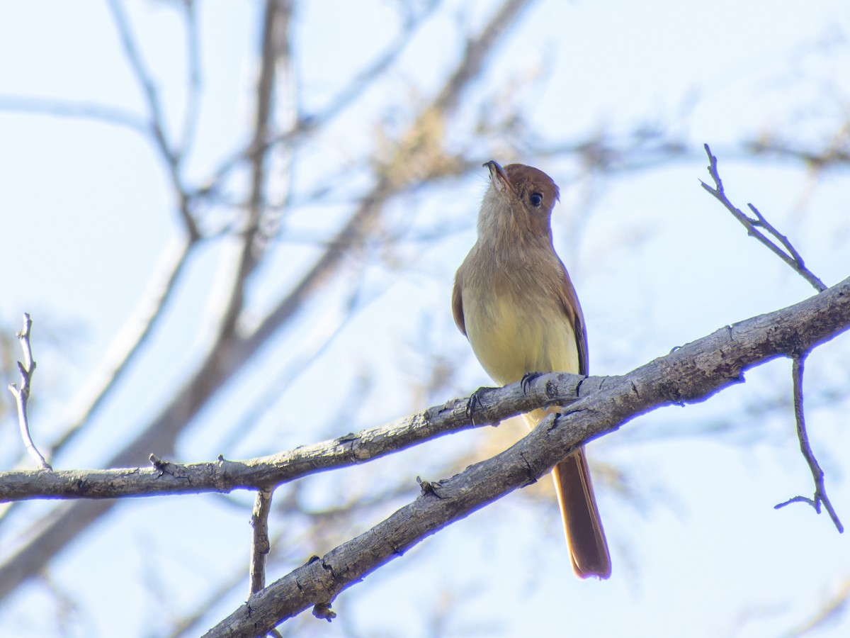 Kahverengi Sırtlı Casiornis - ML621333607