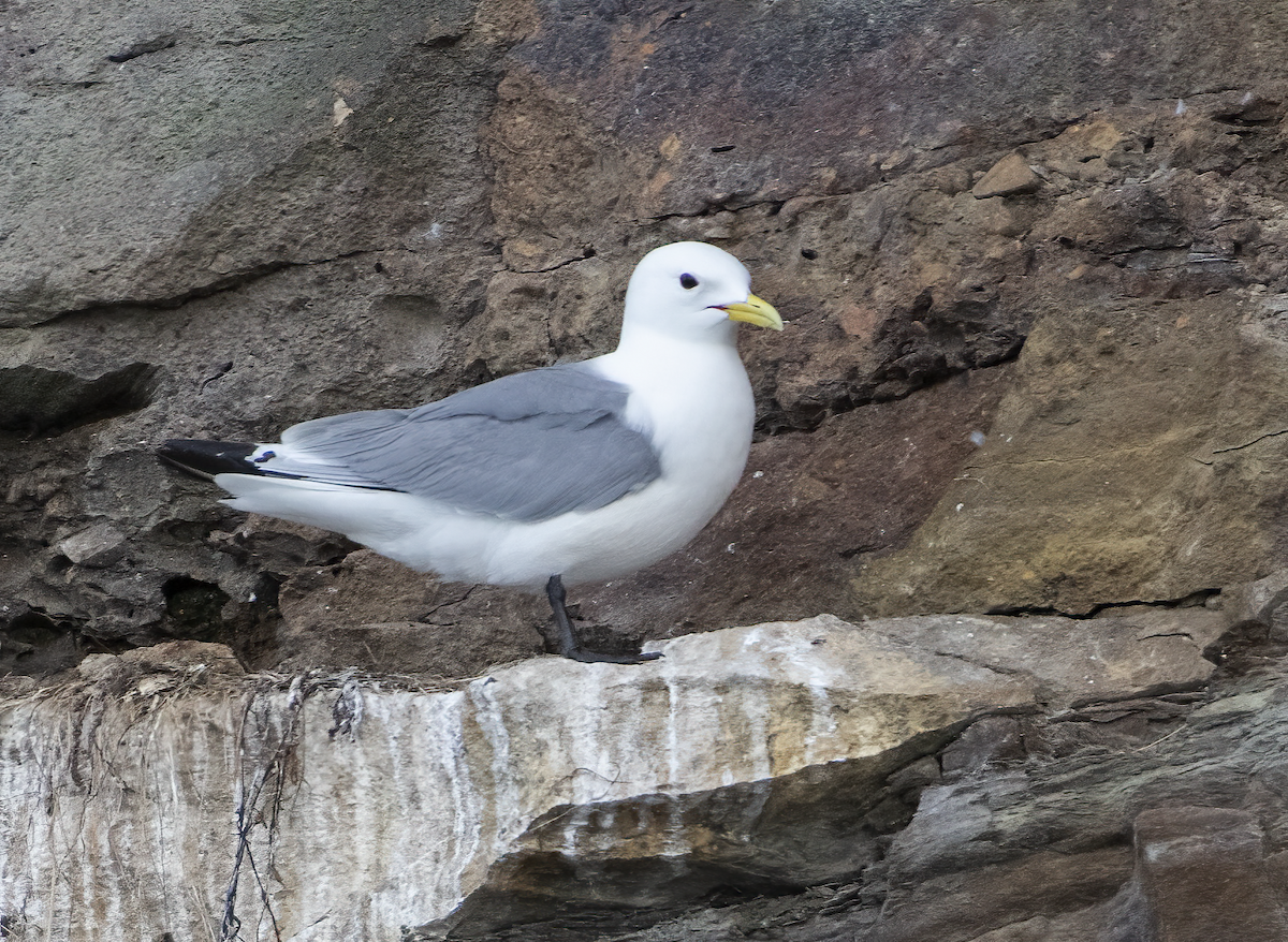 Black-legged Kittiwake - ML621333658