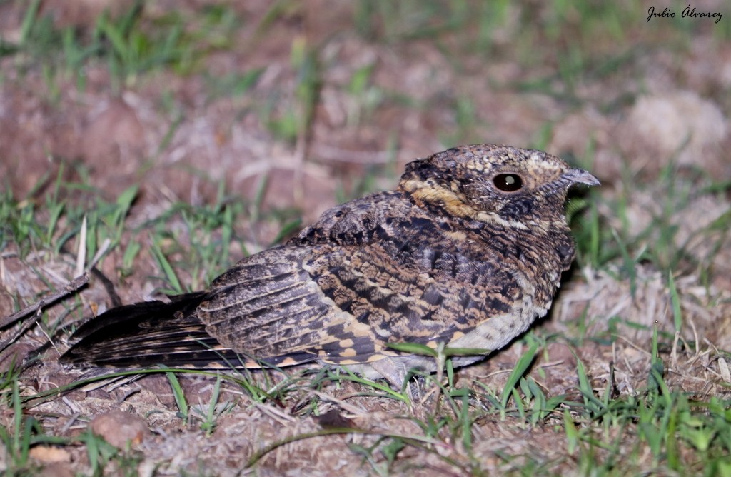 Buff-collared Nightjar - ML621333718