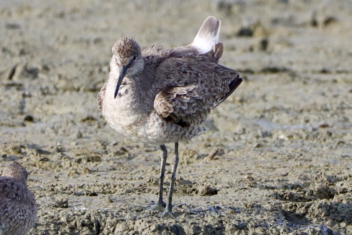 Willet (Western) - ML621333780