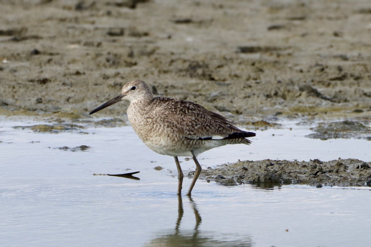 Willet (Western) - ML621333781