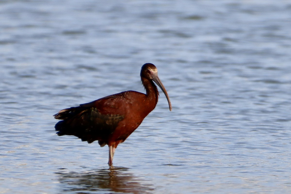 White-faced Ibis - ML621333842
