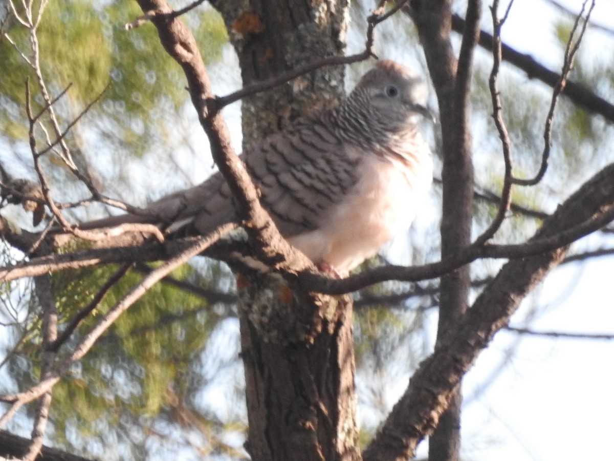 Peaceful Dove - ML621333940