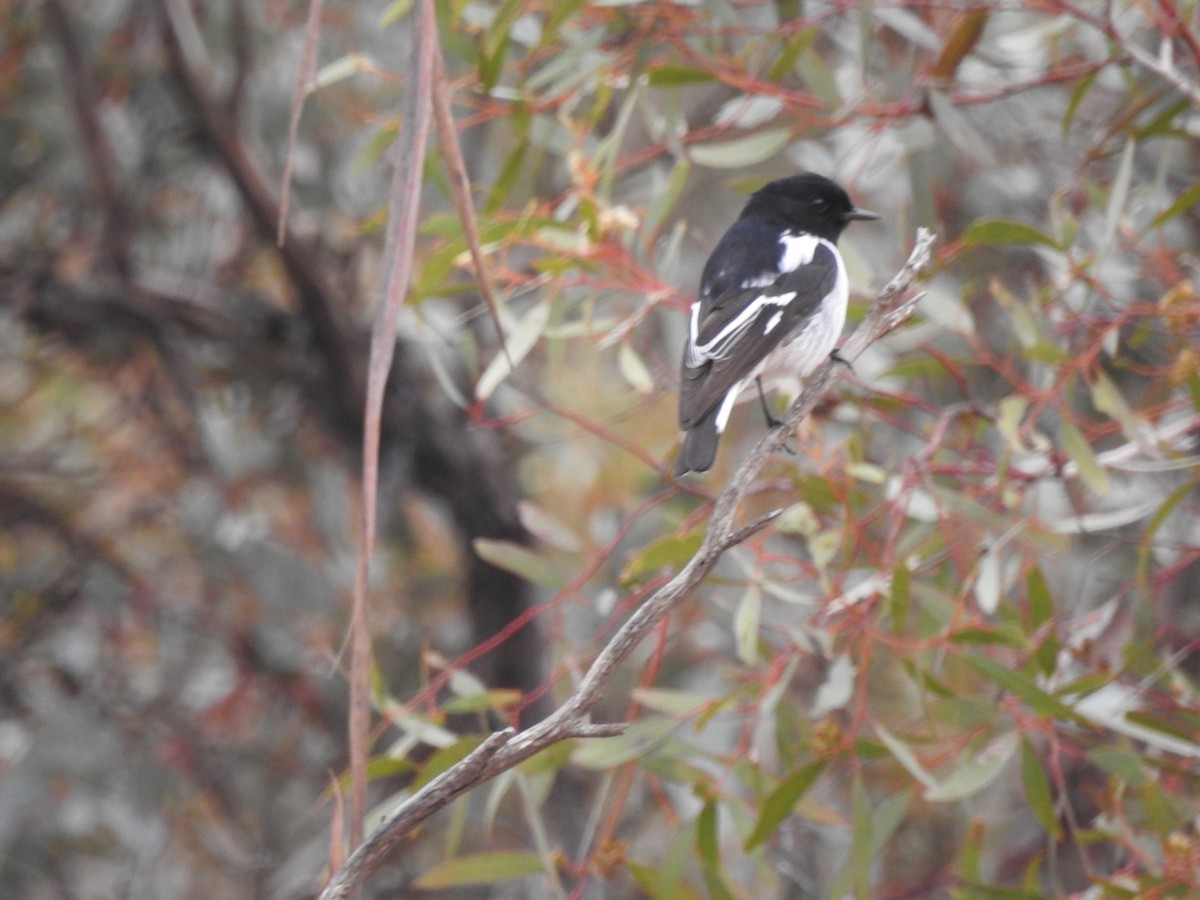 Hooded Robin - ML621333953