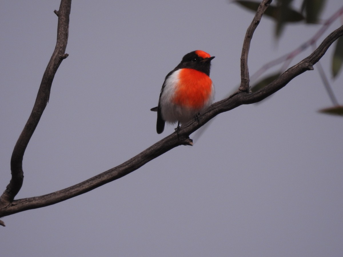 Red-capped Robin - ML621333957