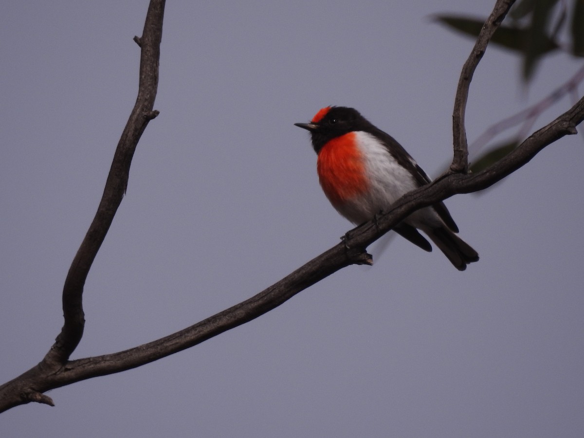 Red-capped Robin - ML621333958