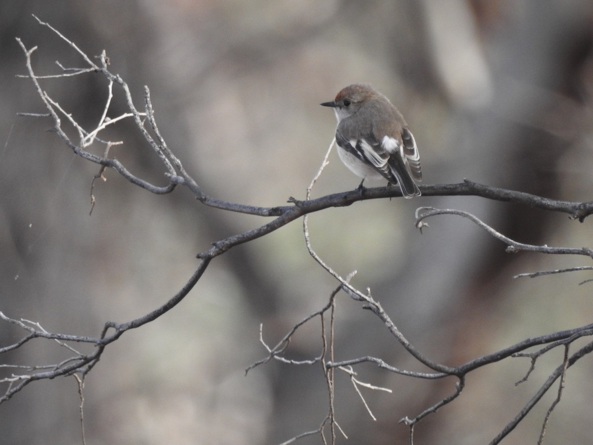 Red-capped Robin - ML621333959