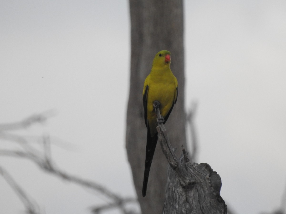 Regent Parrot - ML621333965