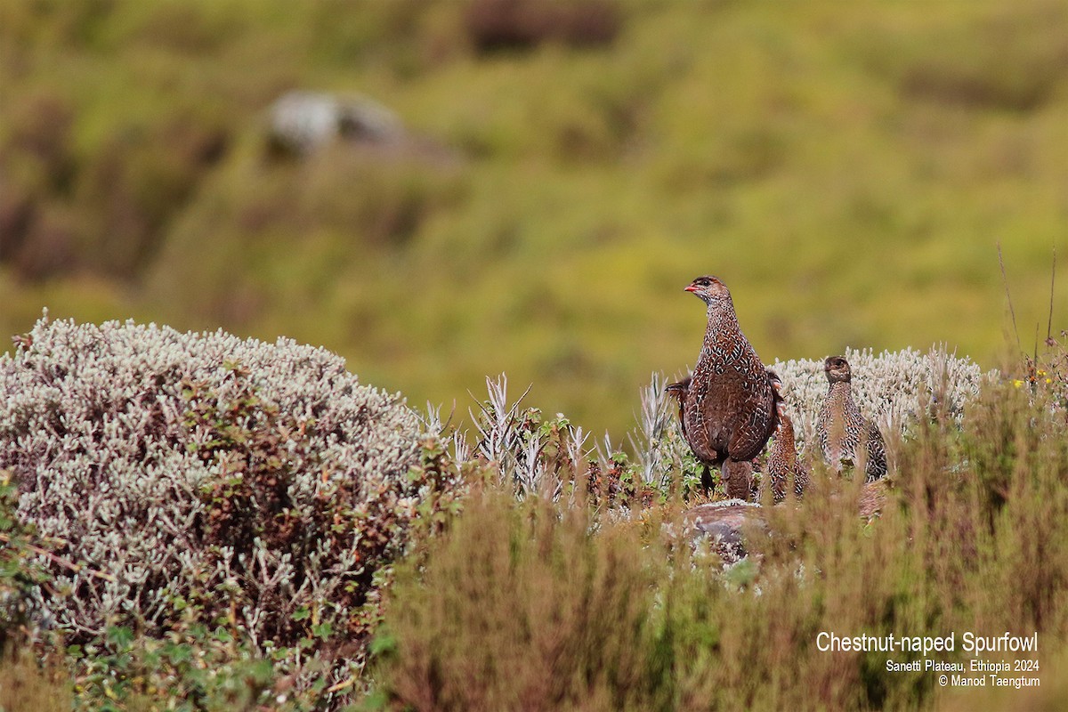 Chestnut-naped Spurfowl - Manod Taengtum