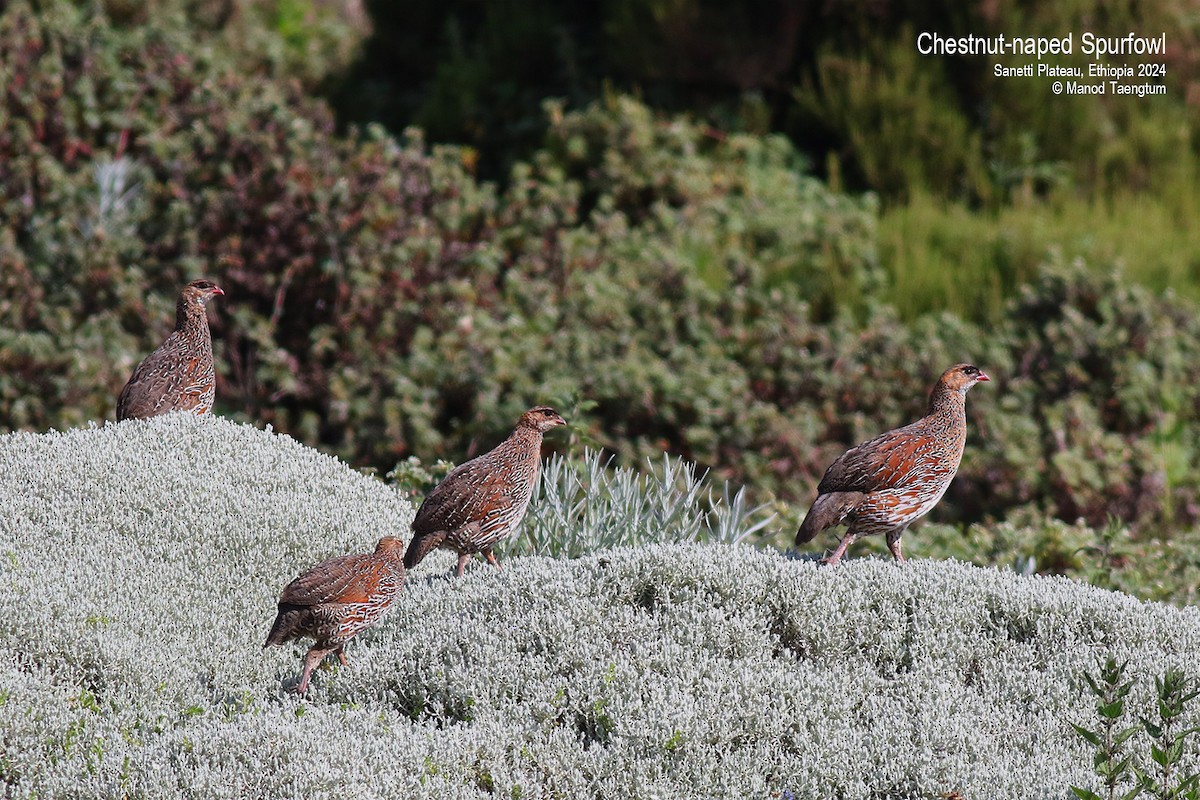 Chestnut-naped Spurfowl - ML621334018