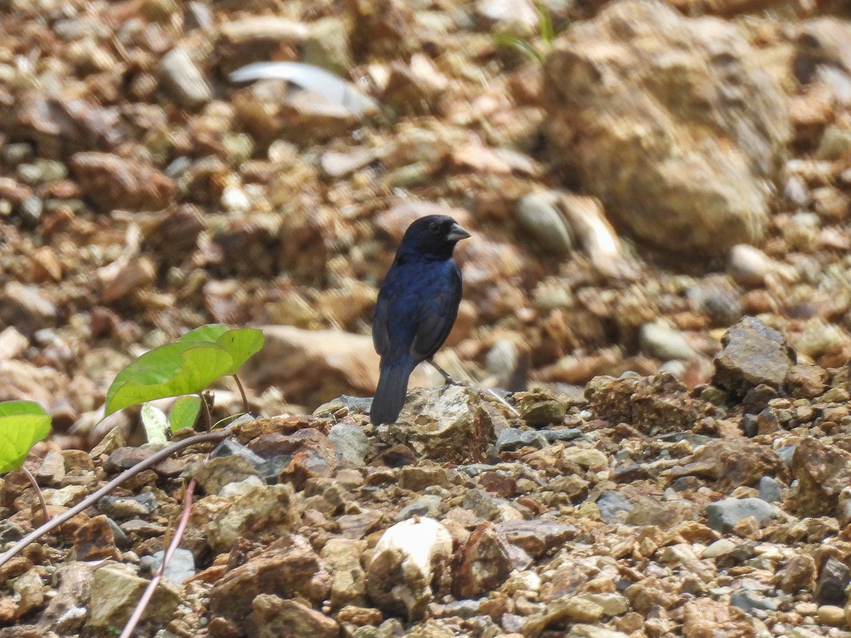 Blue-black Grassquit - ML621334094