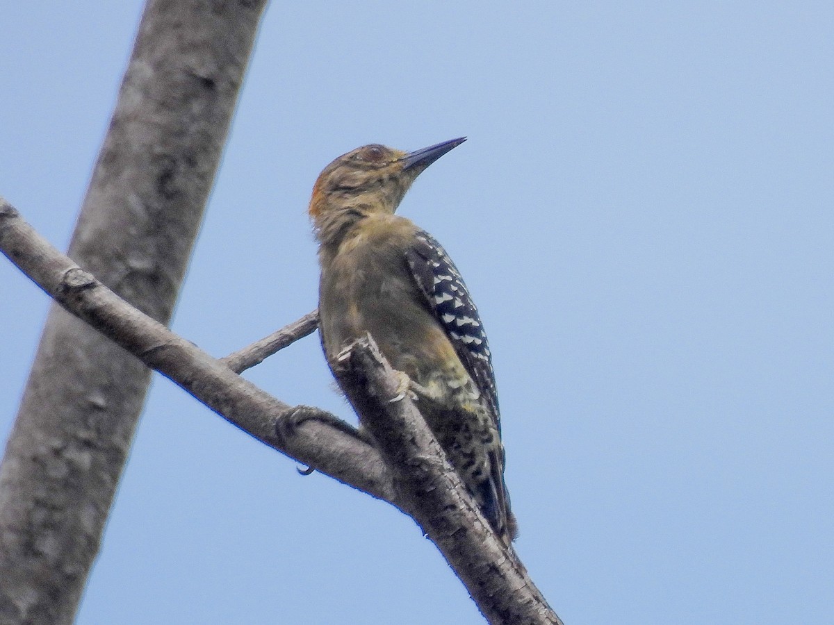 Hoffmann's Woodpecker - ML621334096