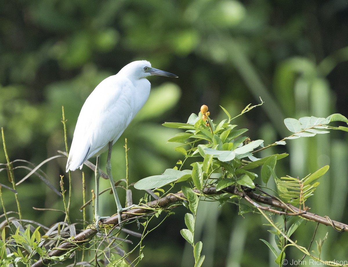 Little Blue Heron - ML621334106