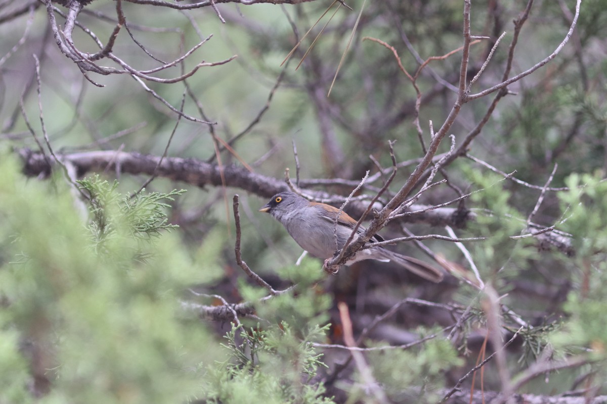 Junco Ojilumbre - ML621334141