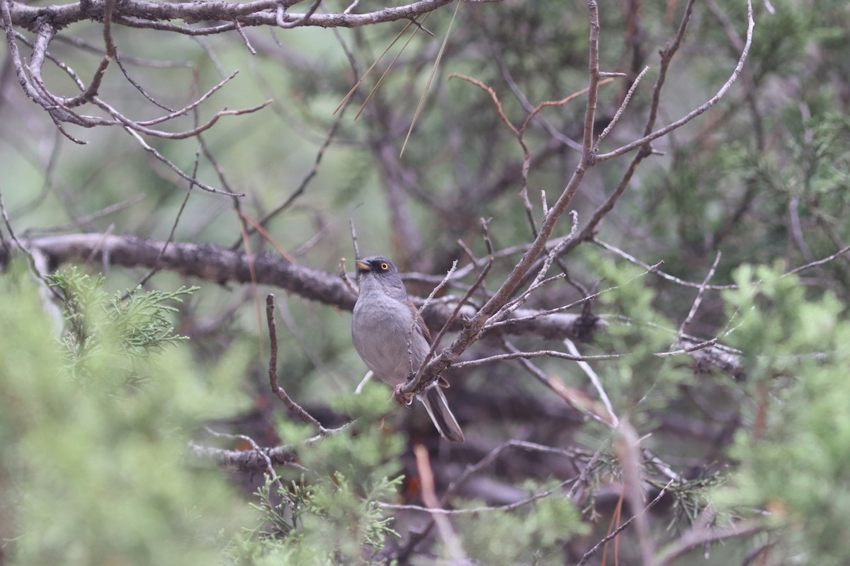 Junco Ojilumbre - ML621334142