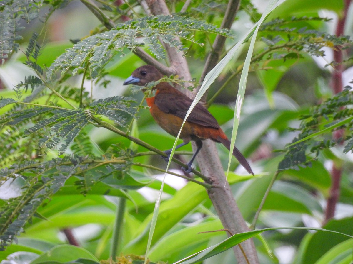 Scarlet-rumped Tanager - ML621334175