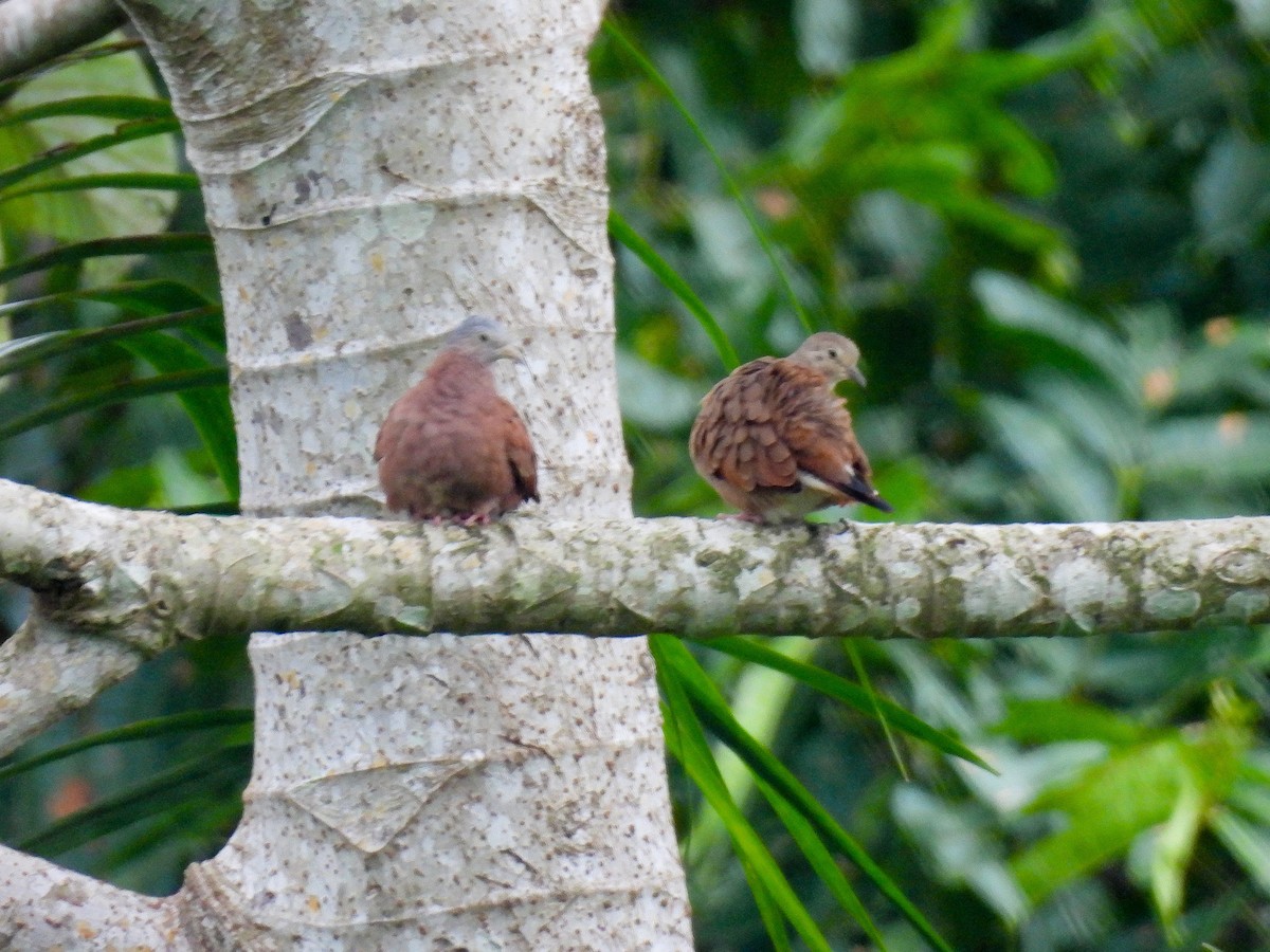 Ruddy Ground Dove - ML621334187