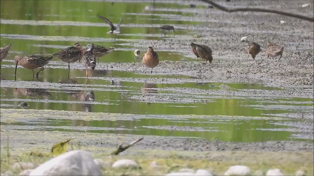 Short-billed Dowitcher - ML621334236