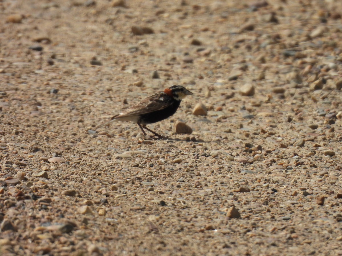 Chestnut-collared Longspur - ML621334403