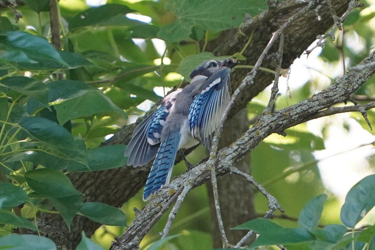 Blue Jay - ML621334560