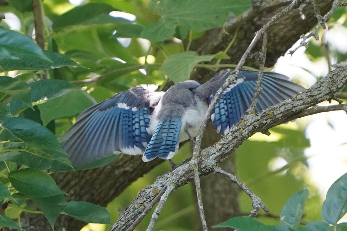 Blue Jay - ML621334561