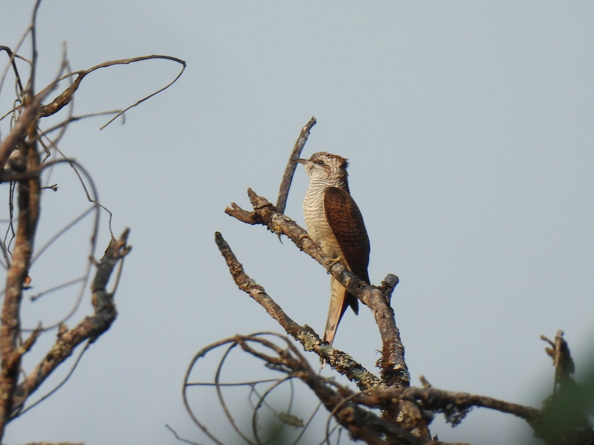 Banded Bay Cuckoo - ML621334575