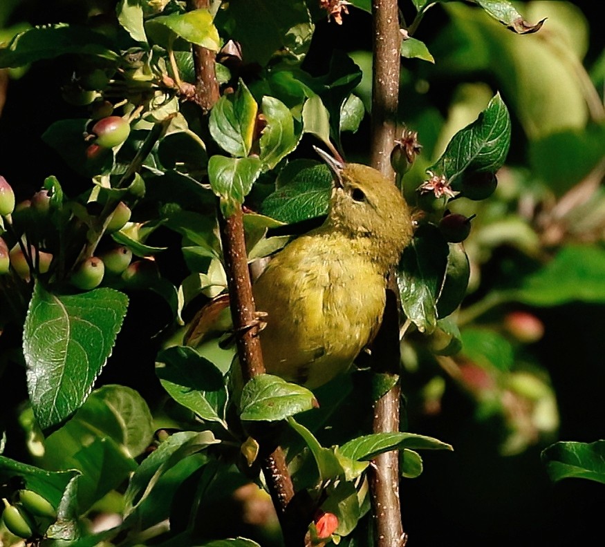 Orange-crowned Warbler - ML621334687