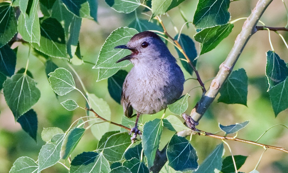 Gray Catbird - ML621334725